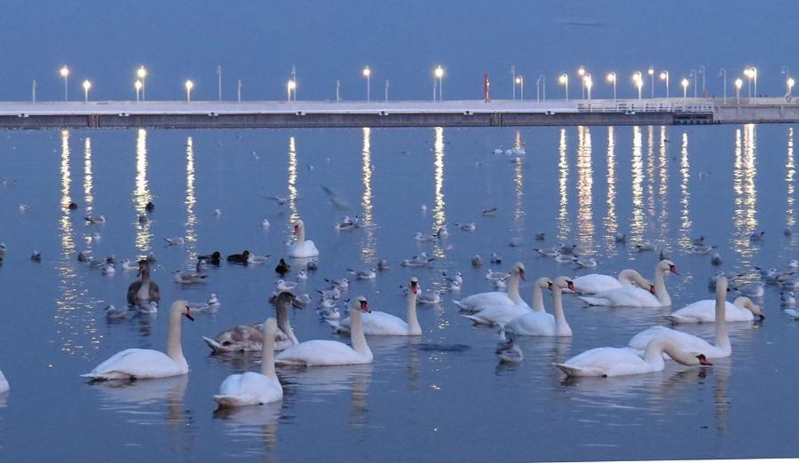 Sopot Apartament Kapitan J.Goyki 外观 照片